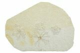 Four Floating Crinoid (Saccocoma) Fossils - Solnhofen Limestone #353571-1